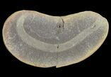 Archisymplectes Fossil Worm (Pos/Neg) - Mazon Creek #70598-1